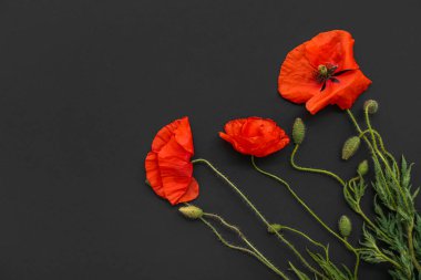 Karanlık arka planda güzel gelincik çiçekleri, yakın plan. Anma Günü