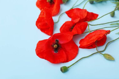 Renkli arka planda güzel gelincik çiçekleri olan kompozisyon, yakın plan. Anma Günü
