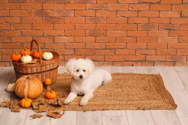 Hasır sepeti, balkabakları ve sonbahar yaprakları tuğla duvarın yanında duran şirin bir köpek. Şükran Günü kutlaması