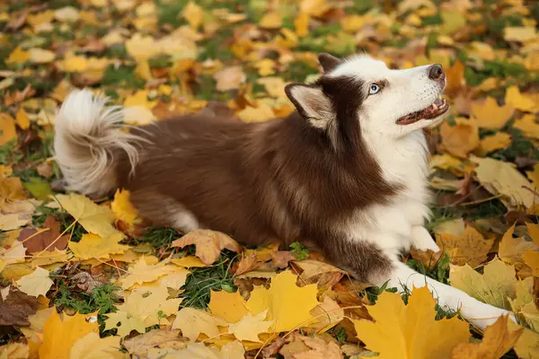 Cão Husky Bonito Deitado Folhas Caídas Parque Outono — Fotografia de Stock