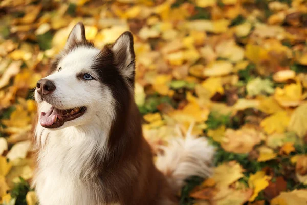 Cute Husky dog in autumn park, closeup
