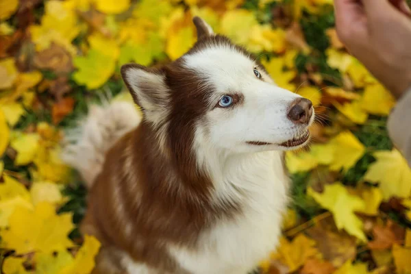 Netter Husky Hund Herbst Park Nahaufnahme — Stockfoto