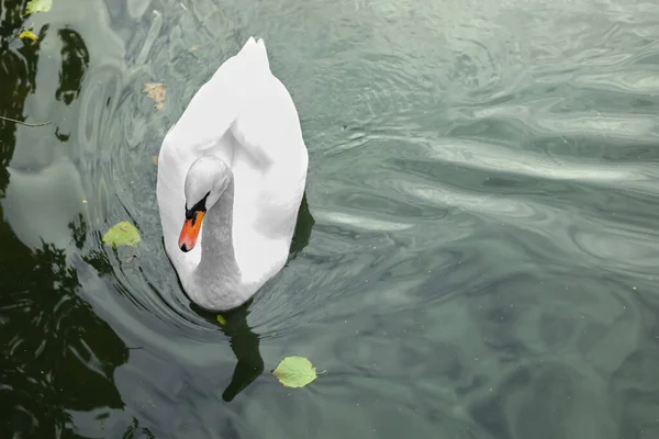 Weißer Schwan Schwimmt Herbsttag See — Stockfoto