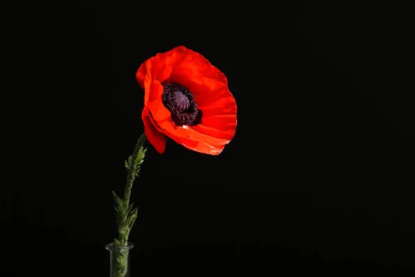 Beautiful Poppy Flower Black Background — Stock Photo, Image