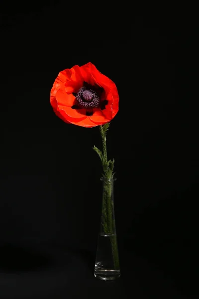 Стеклянная Ваза Красивым Цветком Мака Черном Фоне — стоковое фото