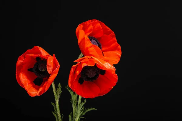 Krásný Mák Květiny Černém Pozadí — Stock fotografie