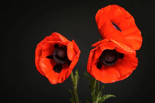 Красиві Макові Квіти Чорному Тлі — стокове фото