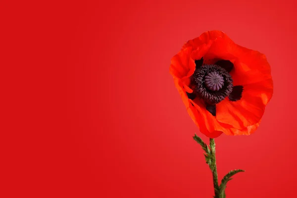 Kırmızı Arka Planda Güzel Haşhaş Çiçeği — Stok fotoğraf