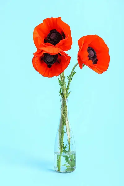 Glasvase Mit Schönen Mohnblumen Auf Blauem Hintergrund — Stockfoto