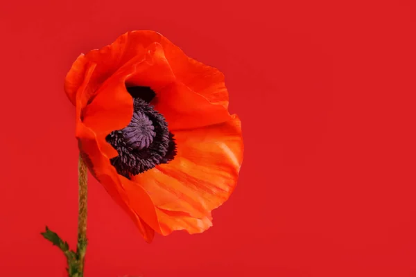 Красива Макова Квітка Червоному Тлі — стокове фото