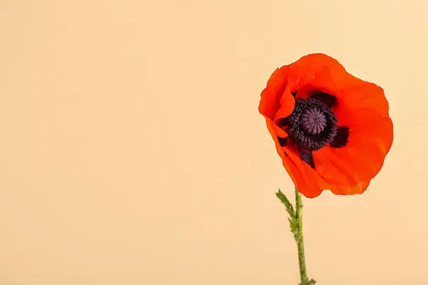 Красива Макова Квітка Бежевому Фоні — стокове фото
