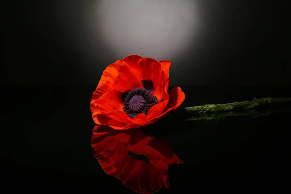 Beautiful Poppy Flower Black Background — Stock Photo, Image