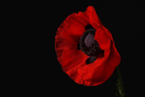 Красивый Цветок Мака Черном Фоне — стоковое фото