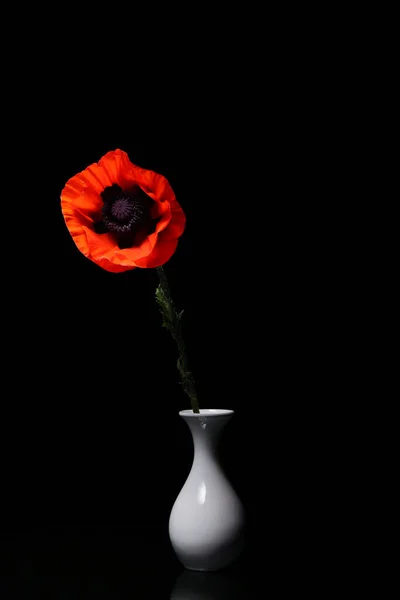 Vase Avec Belle Fleur Pavot Sur Fond Noir — Photo