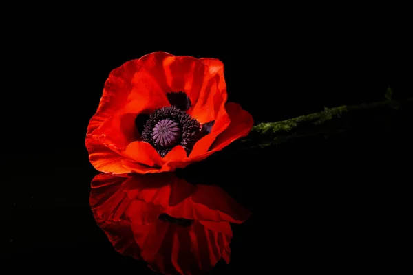 Красива Макова Квітка Чорному Тлі — стокове фото