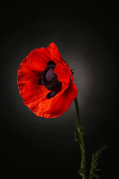 Siyah Arka Planda Güzel Haşhaş Çiçeği — Stok fotoğraf