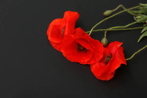 Schöne Mohnblumen Auf Dunklem Hintergrund Nahaufnahme Gedenktag — Stockfoto