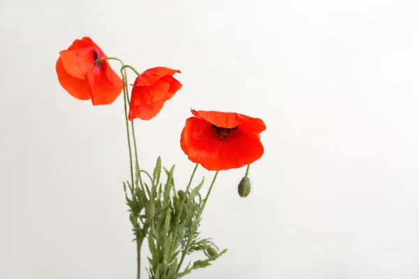 Beautiful Poppy Flowers Light Background Closeup Remembrance Day — Stock Photo, Image