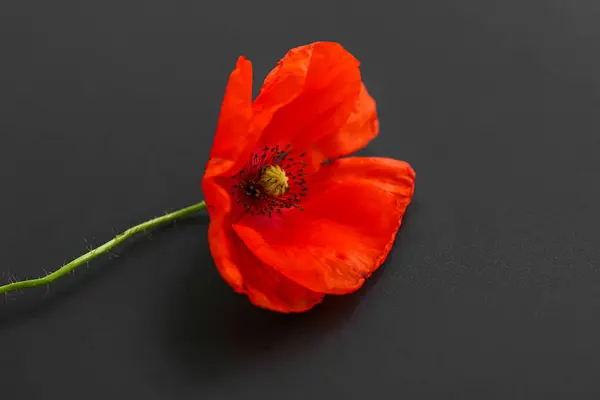 Beautiful poppy flower on dark background, closeup. Remembrance Day