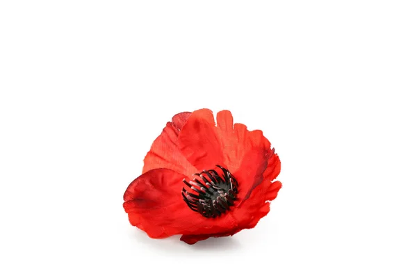 Flor Papoula Vermelha Isolada Fundo Branco Dia Memória Canadá — Fotografia de Stock