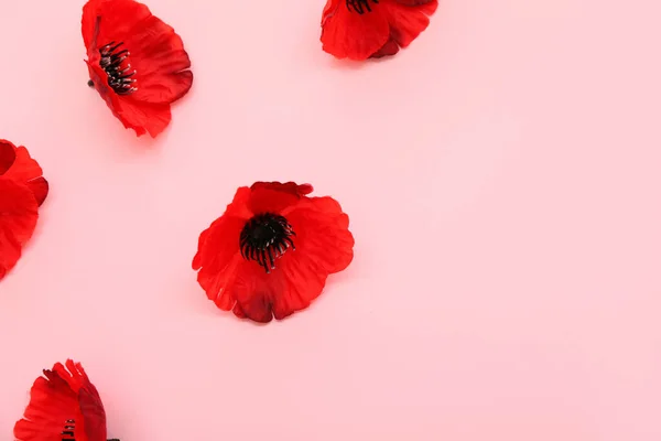 Flores Papoula Vermelhas Fundo Rosa Dia Memória Canadá — Fotografia de Stock