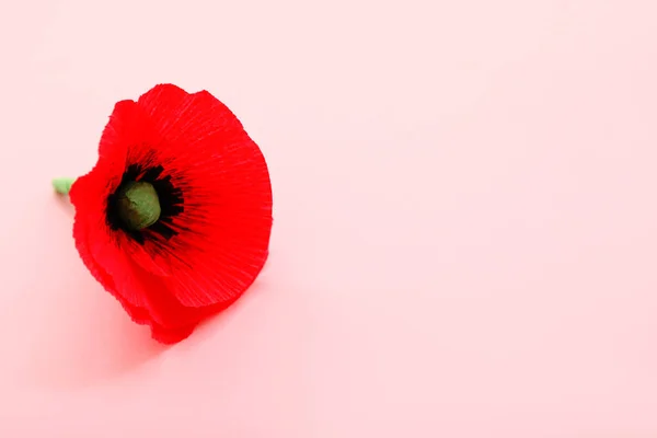 Flor Papoula Vermelha Fundo Rosa Dia Memória Canadá — Fotografia de Stock