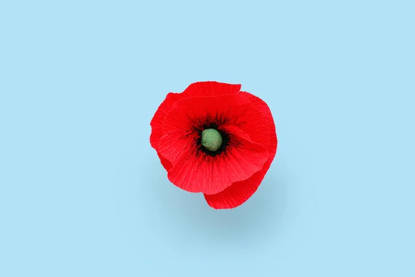 Flor Papoula Vermelha Fundo Azul Dia Memória Canadá — Fotografia de Stock