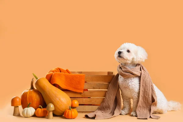 Cute Little Dog Scarf Wooden Box Mushrooms Pumpkins Orange Background — Stock Photo, Image