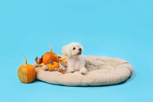 Cute Little Dog Pumpkins Autumn Leaves Lying Pet Bed Blue — Stock Photo, Image
