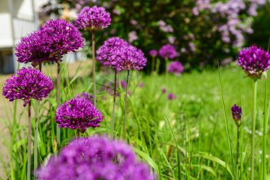 Güneşli bir günde açan mor çiçekler, yakın plan.