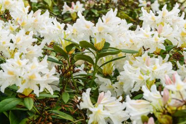 Güneşli bir günde açan güzel beyaz çiçekler, yakın çekim.