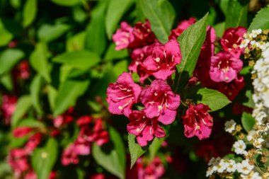 Güneşli bir günde açan güzel kırmızı çiçekler, yakın çekim.