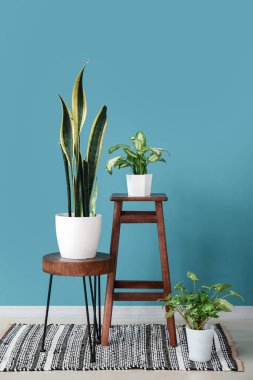 Mavi duvarın yanında çiçekli tabureler.