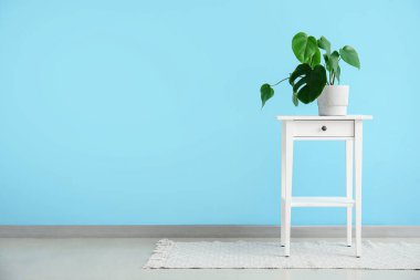 Monstera bitkisi mavi duvarın yanındaki odada.