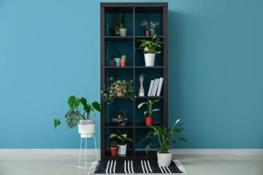 Ev bitkileri ve kitaplarla dolu raflar mavi duvarın yanında.
