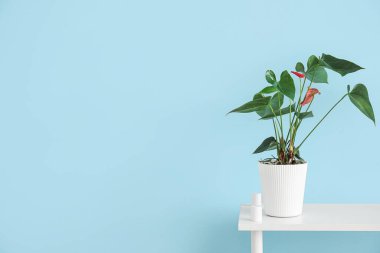 Mavi duvarın yanındaki rafta güzel bir çiçek var.