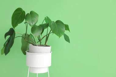 Yeşil duvarın yanındaki Monstera bitkisi.