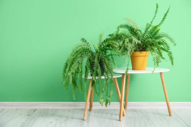 Yeşil duvarın yanındaki masalarda saksılar var.