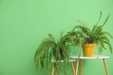 Yeşil duvarın yanındaki masalarda saksılar