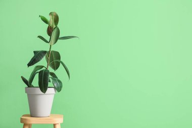 Ficus benjamina yeşil duvarın yanındaki taburede.