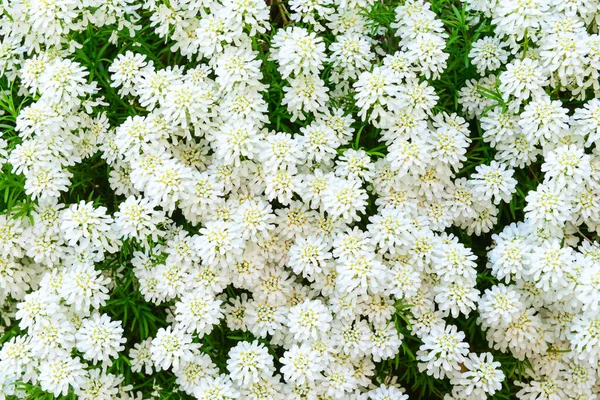 Roślina Pięknymi Białymi Kwiatami Zewnątrz Zbliżenie — Zdjęcie stockowe