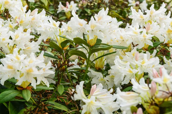 Güneşli bir günde açan güzel beyaz çiçekler, yakın çekim.