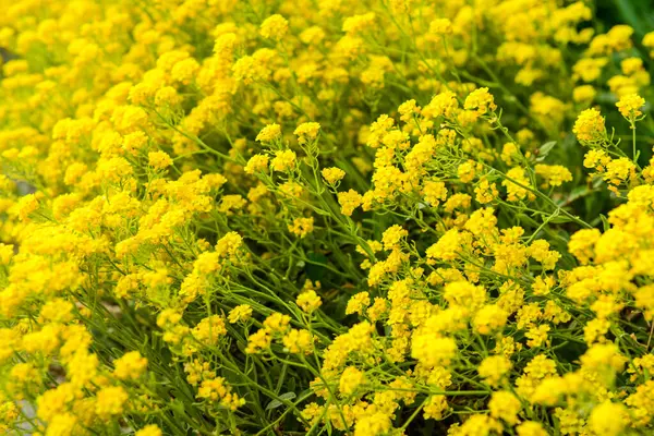 Güneşli Bir Günde Açan Güzel Sarı Çiçekler Yakın Çekim — Stok fotoğraf