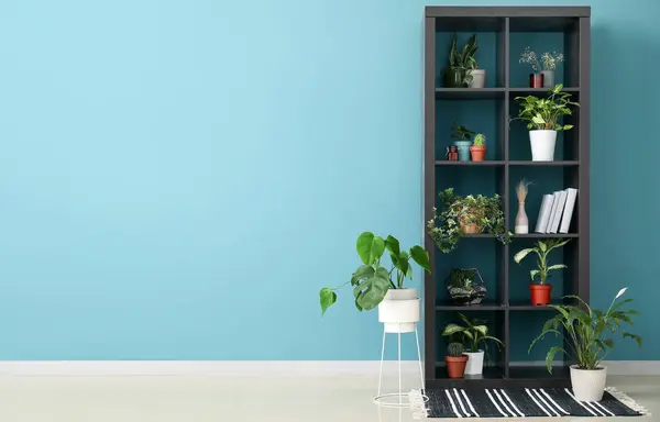 Plank Unit Met Kamerplanten Boeken Buurt Van Blauwe Muur Kamer — Stockfoto