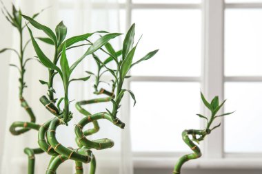 Yeşil bambu sapları pencereye karşı, yakın plan