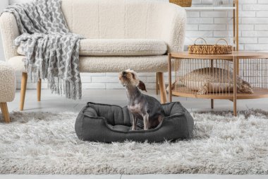 Evcil hayvan yatağında oturan sevimli küçük Yorkshire teriyeri köpeği.