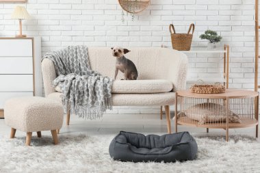 Evdeki kanepede sevimli küçük Yorkshire teriyer köpeği.