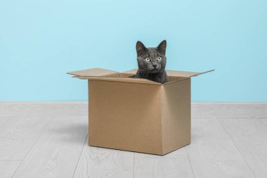 Şirin İngiliz kedisi mavi duvarın yanındaki kutuda oturuyor.