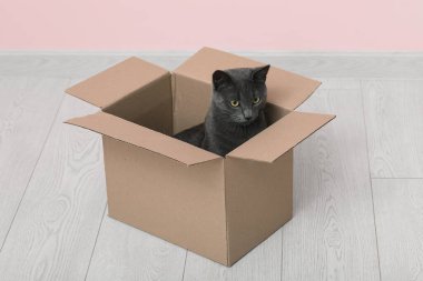 Şirin İngiliz kedisi pembe duvarın yanındaki kutuda oturuyor.