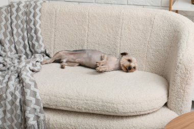 Şirin küçük Yorkshire teriyer köpeği evdeki kanepede uzanıyor.